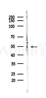 MMP13 Antibody - Western blot analysis of lysates from PC12 cells, using MMP13 Antibody at 1/1000 dilution.