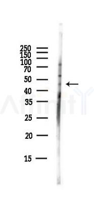 INDO Antibody - Western blot analysis of lysates from Mouse brain, using INDO Antibody at 1/1000 dilution.