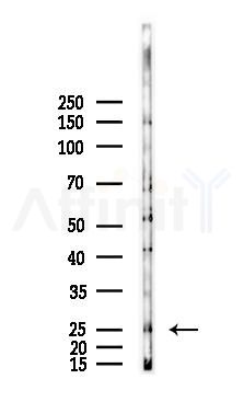 Prolactin/PRL Antibody - Western blot analysis of lysates from Hela cells(LPS, 4h treatment), using Prolactin/PRL Antibody at 1/1000 dilution.