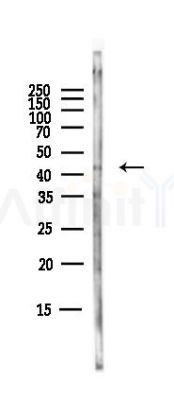 CD46 Antibody - Western blot analysis of lysates from Mouse brain, using CD46 Antibody at 1/1000 dilution.