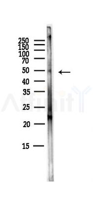 PAX3 Antibody - Western blot analysis of lysates from Mouse brain, using PAX3 Antibody at 1/1000 dilution.