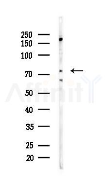 OCT1 Antibody - Western blot analysis of lysates from COLO205 cells(heat-shock,45min treatment), using OCT1 Antibody at 1/1000 dilution.