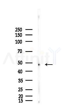 CTBP1 Antibody - Western blot analysis of lysates from Hela cells(LPS, 4h treatment), using CTBP1 Antibody at 1/1000 dilution.