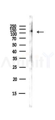 Vinculin Antibody - Western blot analysis of lysates from Hela cells(starvation,24h treatment), using Vinculin Antibody at 1/1000 dilution.