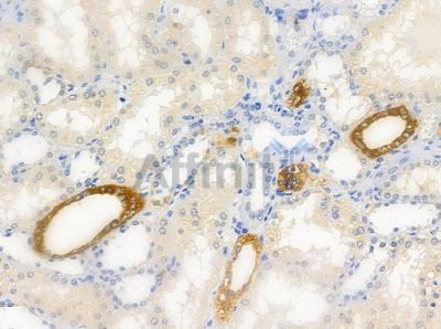 EIF6 Antibody - DF6635 at 1/100 staining human normal kidney tissue by IHC-P.