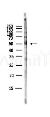 FCER2 Antibody - Western blot analysis of lysates from Mouse brain, using FCER2 Antibody at 1/1000 dilution.