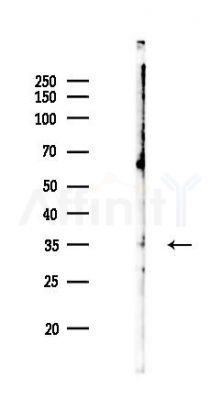 ARG1 Antibody - Western blot analysis of lysates from Mouse brain, using ARG1 Antibody at 1/1000 dilution.
