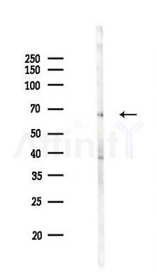 PADI4 Antibody - Western blot analysis of lysates from Mouse brain, using PADI4 Antibody at 1/1000 dilution.