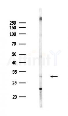 CD151 Antibody - Western blot analysis of lysates from Mouse brain, using CD151 Antibody at 1/1000 dilution.