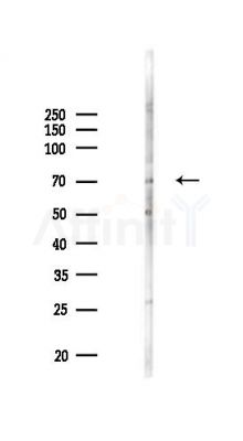 APBB1 Antibody - Western blot analysis of lysates from A375 cells(heat-shock,45min treatment), using APBB1 Antibody at 1/1000 dilution.