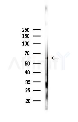 GPC3 Antibody - Western blot analysis of lysates from RAW264.