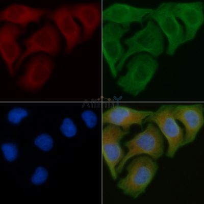 TCP1 alpha Antibody - DF6714 staining Hela cells by IF/ICC.