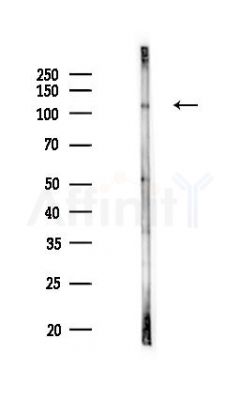 LAMP2 Antibody - Western blot analysis of lysates from Rat testis, using LAMP2 Antibody at 1/1000 dilution.