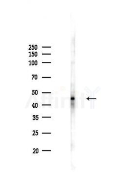 PSMC2 Antibody - Western blot analysis of lysates from HepG2 cells(LPS,4h treatment), using PSMC2 Antibody at 1/1000 dilution.