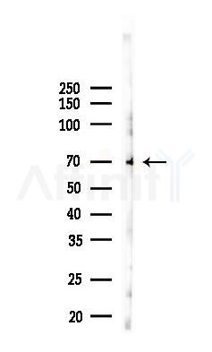 CD244 Antibody - Western blot analysis of lysates from Mouse testis, using CD244 Antibody at 1/1000 dilution.