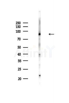 PSMD2 Antibody - Western blot analysis of lysates from HepG2 cells(LPS,4h treatment), using PSMD2 Antibody at 1/1000 dilution.