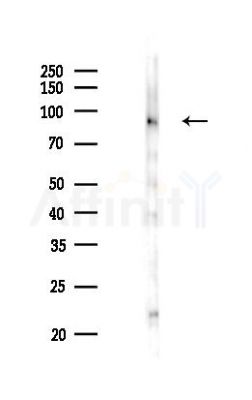 PSMD2 Antibody - Western blot analysis of lysates from Rat testis, using PSMD2 Antibody at 1/1000 dilution.