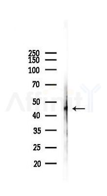 LETMD1 Antibody - Western blot analysis of lysates from RAW264.