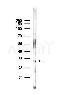 IL1 alpha Antibody - Western blot analysis of lysates from Mouse liver, using IL1 alpha Antibody at 1/1000 dilution.