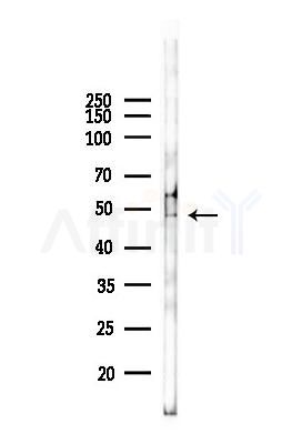 IRF3 Antibody - Western blot analysis of lysates from Mouse liver, using IRF3 Antibody at 1/1000 dilution.