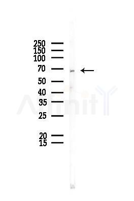 MSN Antibody - Western blot analysis of lysates from PC12 cells, using MSN Antibody at 1/1000 dilution.