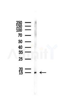 Histone H3 Antibody - Western blot analysis of lysates from PC12 cells, using Histone H3 Antibody at 1/1000 dilution.