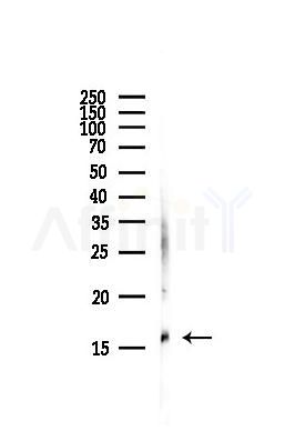 Mono-Methyl-Histone H3 (Lys4)/H3K4me1 Antibody - Western blot analysis of lysates from Hela cells(starvation,24h treatment), using Mono-Methyl-Histone H3 (Lys4)/H3K4me1 Antibody at 1/1000 dilution.