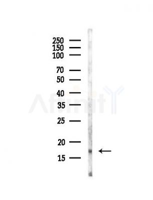 Tri-Methyl-Histone H3 (Lys27)/H3K27me3 Antibody - Western blot analysis of lysates from Rat lung, using Tri-Methyl-Histone H3 (Lys27)/H3K27me3 Antibody at 1/1000 dilution.
