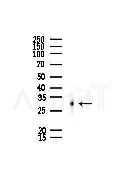 PSMA1 Antibody - Western blot analysis of lysates from PC12 cells, using PSMA1 Antibody at 1/1000 dilution.