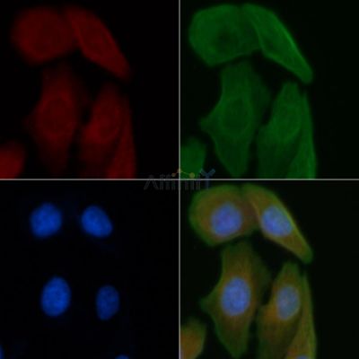 DKK3 Antibody - DF6988 staining Hela cells by IF/ICC.