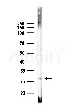ADIPOQ Antibody - Western blot analysis of lysates from Mouse liver, using ADIPOQ Antibody at 1/1000 dilution.