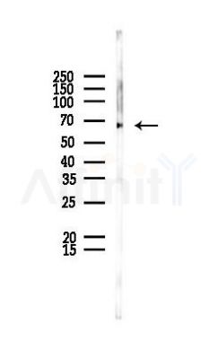 AIFM1 Antibody - Western blot analysis of lysates from PC12 cells, using AIFM1 Antibody at 1/1000 dilution.