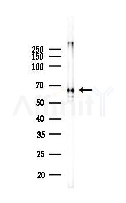 AIFM1 Antibody - Western blot analysis of lysates from Mouse liver, using AIFM1 Antibody at 1/1000 dilution.