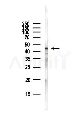 Caspase 9 Antibody - Western blot analysis of lysates from Hela cells(starvation,24h treatment), using Caspase 9 Antibody at 1/1000 dilution.
