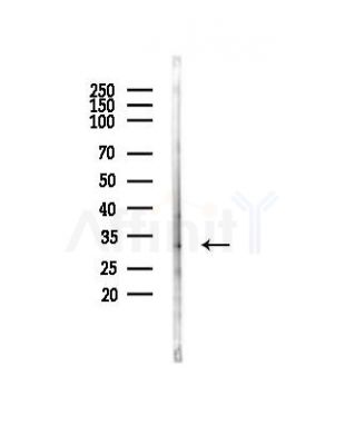 CDK20 Antibody - Western blot analysis of lysates from Mouse testis, using CDK20 Antibody at 1/1000 dilution.