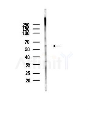 IL18R1 Antibody - Western blot analysis of lysates from Mouse testis, using IL18R1 Antibody at 1/1000 dilution.