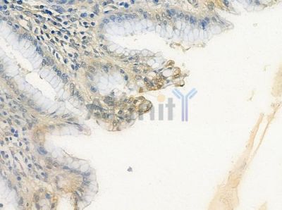 FRA2 Antibody - DF7066 at 1/100 staining human normal gastric tissue by IHC-P.