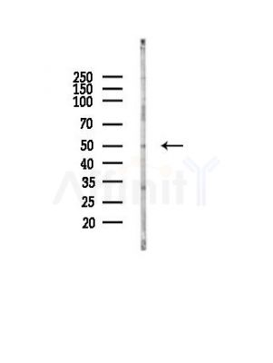 GDF9 Antibody - Western blot analysis of lysates from HUVEC cells(LPS, 4h treatment), using GDF9 Antibody at 1/1000 dilution.