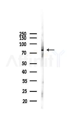 TRAP1 Antibody - Western blot analysis of lysates from RAW264.