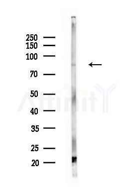 VCP Antibody - Western blot analysis of lysates from Rat testis, using VCP Antibody at 1/1000 dilution.