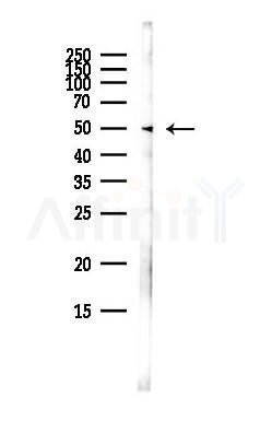 DRD1 Antibody - Western blot analysis of lysates from HepG2 cells(heat-shock,45min treatment), using DRD1 Antibody at 1/1000 dilution.