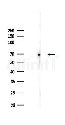 LAMP3 Antibody - Western blot analysis of lysates from K562 cells(heat-shock,45min treatment), using LAMP3 Antibody at 1/1000 dilution.