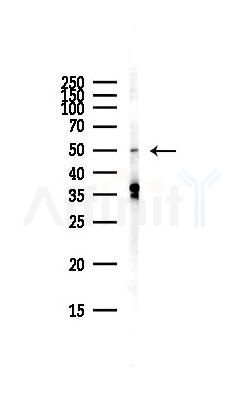 EDNRB Antibody - Western blot analysis of lysates from Hela cells(starvation,24h treatment), using EDNRB Antibody at 1/1000 dilution.