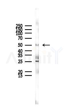 EDNRB Antibody - Western blot analysis of lysates from Rat liver, using EDNRB Antibody at 1/1000 dilution.