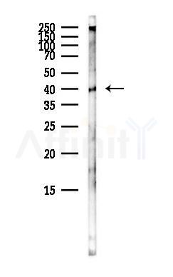 GJB3 Antibody - Western blot analysis of lysates from Mouse brain, using GJB3 Antibody at 1/1000 dilution.