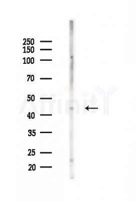 KISS1R Antibody - Western blot analysis of lysates from Rat testis, using KISS1R Antibody at 1/1000 dilution.