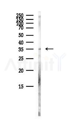 PARD6A Antibody - Western blot analysis of lysates from Mouse brain, using PARD6A Antibody at 1/1000 dilution.