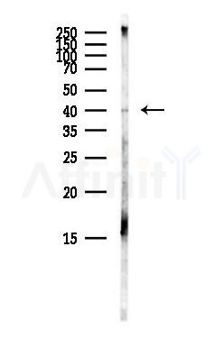 PAX2 Antibody - Western blot analysis of lysates from Mouse brain, using PAX2 Antibody at 1/1000 dilution.