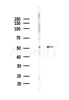 SLC1A4 Antibody - Western blot analysis of lysates from Rat testis, using SLC1A4 Antibody at 1/1000 dilution.