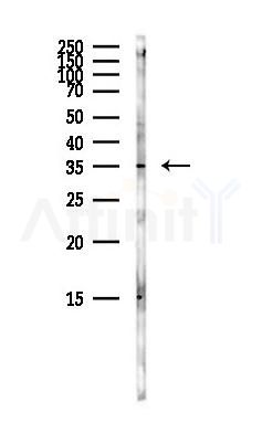 TPM2 Antibody - Western blot analysis of lysates from Mouse brain, using TPM2 Antibody at 1/1000 dilution.